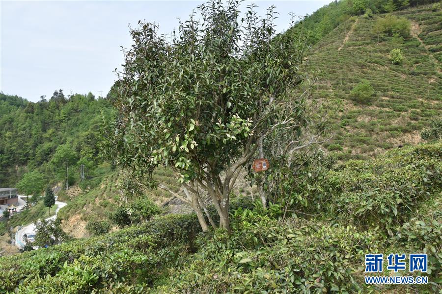 （圖片互動）（2）再訪貴州極貧鄉(xiāng)鎮(zhèn)看&ldquo;四變&rdquo;