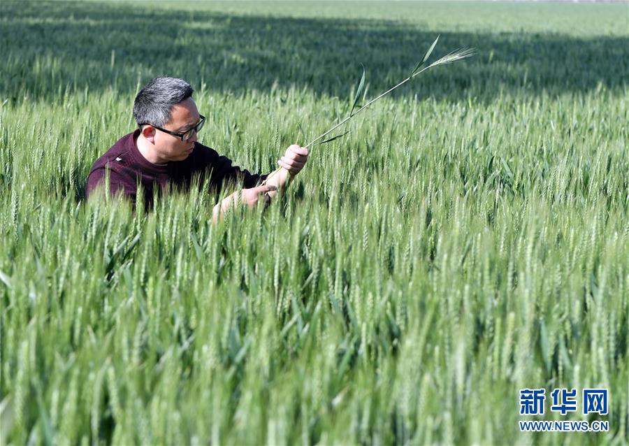 （在習(xí)近平新時(shí)代中國特色社會(huì)主義思想指引下&mdash;&mdash;新時(shí)代新作為新篇章&middot;習(xí)近平總書記關(guān)切事&middot;圖文互動(dòng)）（5）新農(nóng)事、新希望&mdash;&mdash;夏收前田間新動(dòng)態(tài)掃描