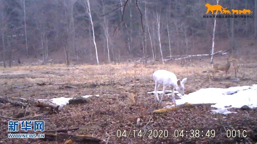 (環(huán)境)東北虎豹國家公園再次監(jiān)測到罕見野生動物白狍