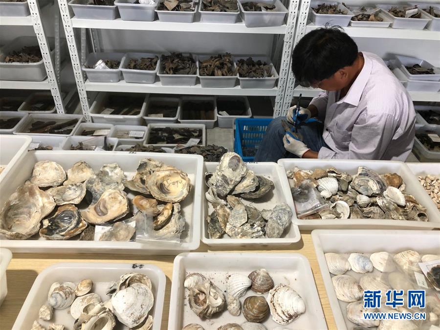 (圖文互動(dòng))(4)浙江余姚發(fā)現(xiàn)早于河姆渡文化1000年的史前遺址