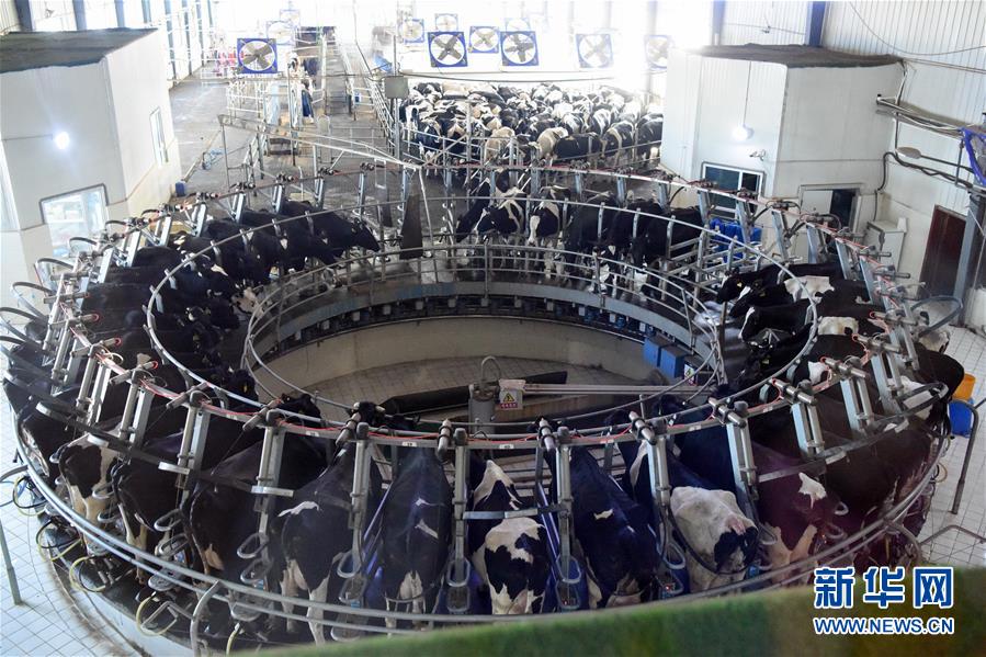 (圖文互動)(2)烏魯木齊:實施“哺育工程” 23萬余學齡前兒童免費喝牛奶