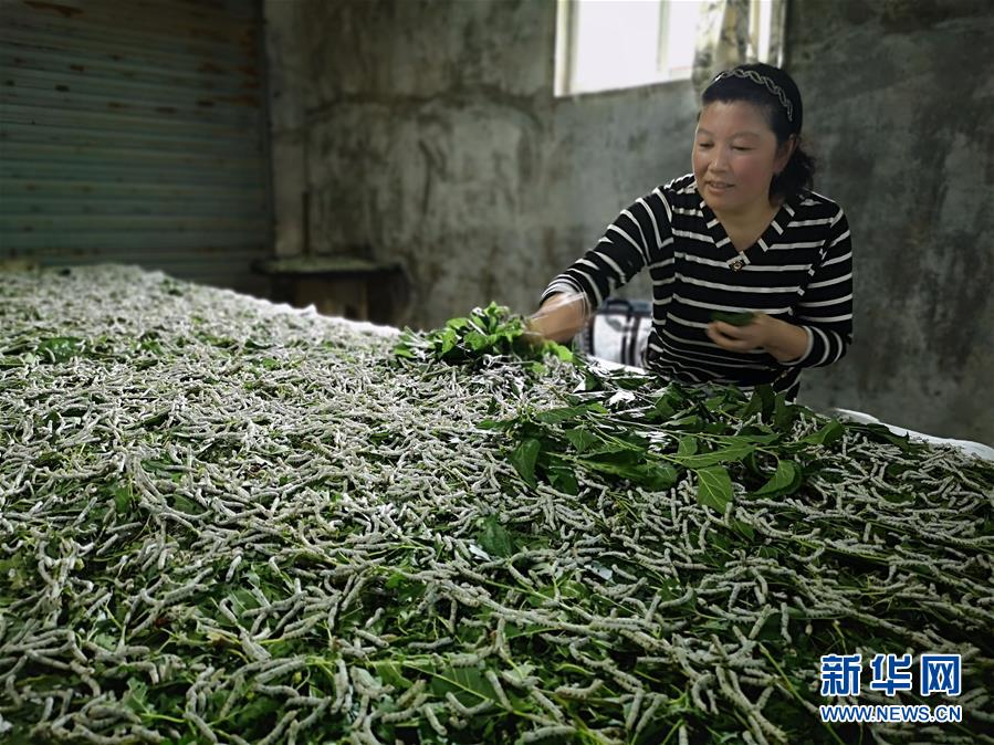 （決戰(zhàn)決勝脫貧攻堅&middot;圖文互動）（1）桑蠶養(yǎng)殖助力太行山區(qū)農(nóng)戶增收