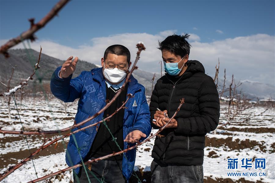 (決戰(zhàn)決勝脫貧攻堅·聚焦三區(qū)三州·圖文互動)(4)拓展新天地——云南迪慶藏區(qū)“新產(chǎn)業(yè)”掠影