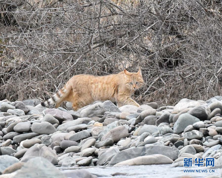 (圖文互動)(1)祁連山國家公園首個荒漠貓專項調查取得階段性成果