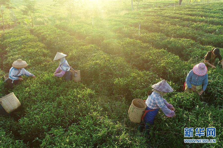 （新華全媒頭條&middot;走向我們的小康生活&middot;圖文互動(dòng)）（7）留住鄉(xiāng)愁留住美&mdash;&mdash;千村競(jìng)秀綴瓊州