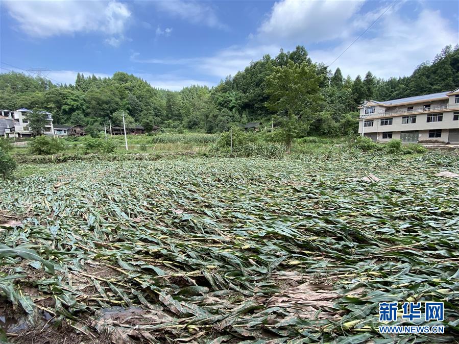 （防汛抗洪&middot;圖文互動(dòng)）（4）山洪襲來(lái)前，澧水河畔大轉(zhuǎn)移