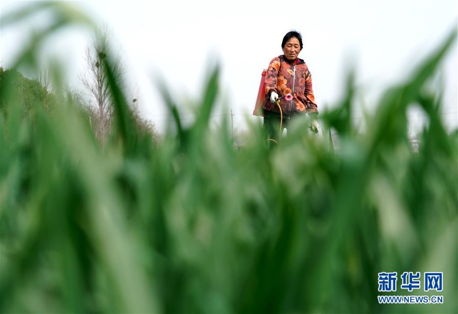 （在習(xí)近平新時(shí)代中國(guó)特色社會(huì)主義思想指引下&mdash;&mdash;新時(shí)代新作為新篇章&middot;習(xí)近平總書(shū)記關(guān)切事&middot;圖文互動(dòng)）（4）食為政首&mdash;&mdash;穩(wěn)住農(nóng)業(yè)基本盤(pán)增添發(fā)展底氣