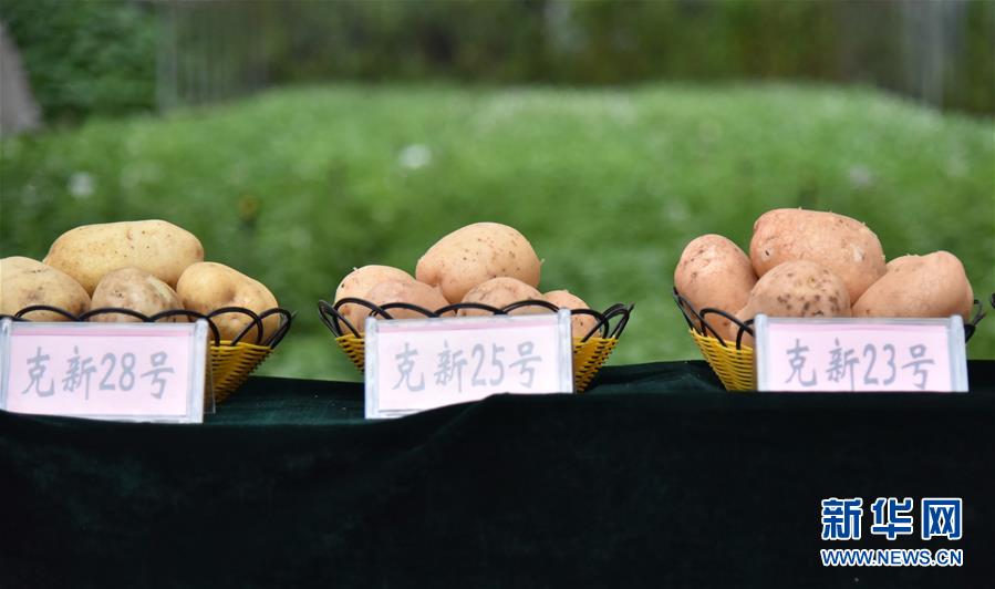 （決戰(zhàn)決勝脫貧攻堅&middot;圖文互動）（2）&ldquo;小土豆&rdquo; 漸成增收大產(chǎn)業(yè)