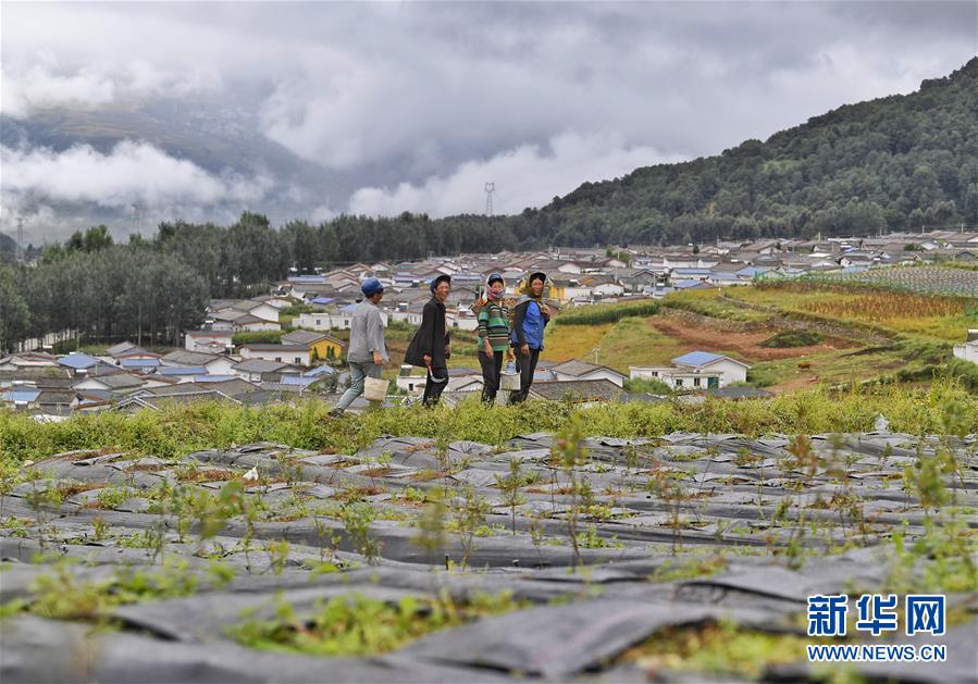 （新華全媒頭條&middot;決戰(zhàn)決勝脫貧攻堅&middot;督戰(zhàn)未摘帽貧困縣&middot;圖文互動）（5）苦蕎花開大涼山&mdash;&mdash;四川7個未摘帽縣脫貧攻堅一線觀察