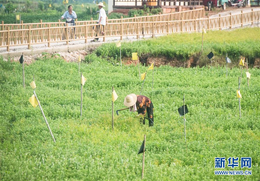 （新華全媒頭條&middot;走向我們的小康生活&middot;圖文互動(dòng)）（9）特殊之年，荊楚大地書寫不平凡的答卷