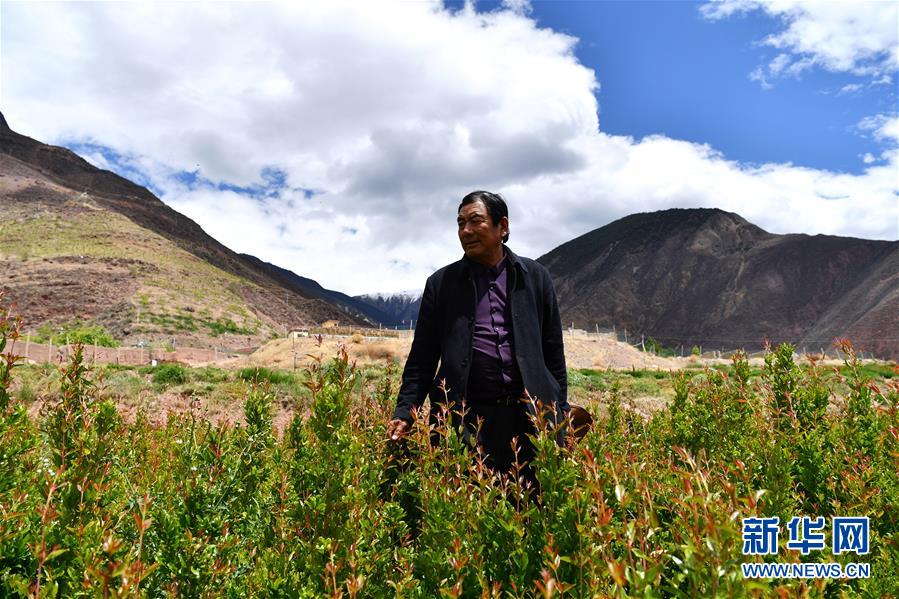 (西藏昌都解放70周年·圖文互動)(4)“我有一個植樹夢”——扎西旺堆和他的“綠色家園”