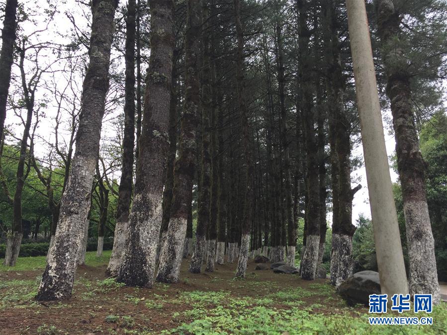 (熱點(diǎn)鮮報·圖文互動)(4)善洲精神永相傳:留下一片綠洲 造福家鄉(xiāng)百姓