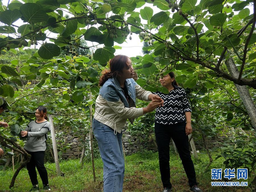 （新華全媒頭條&middot;圖文互動）（10）初夏，循著總書記的腳步探訪產(chǎn)業(yè)扶貧新事
