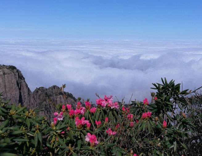 安徽黃山奔騰云海與盛放杜鵑&ldquo;競(jìng)秀&rdquo;