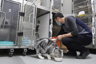 武漢：動物醫(yī)院里的臨時&ldquo;奶爸&rdquo;