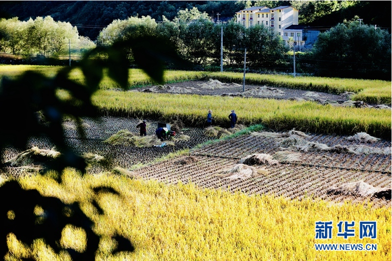 湖北鄖西：綠色&ldquo;冷水稻&rdquo;奏響&ldquo;金色&rdquo;豐收曲