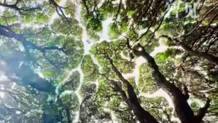 樹木為何會(huì)相互“禮讓”？