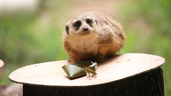 歡樂&ldquo;粽&rdquo;動員！小動物們吃上了&ldquo;專屬&rdquo;粽子