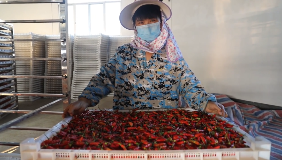 你怎么&ldquo;辣&rdquo;么好看！小辣椒映紅脫貧路