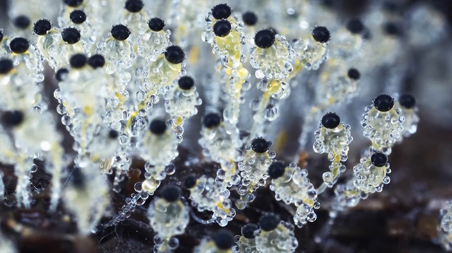 太美了！90后姑娘拍下微觀菌類世界