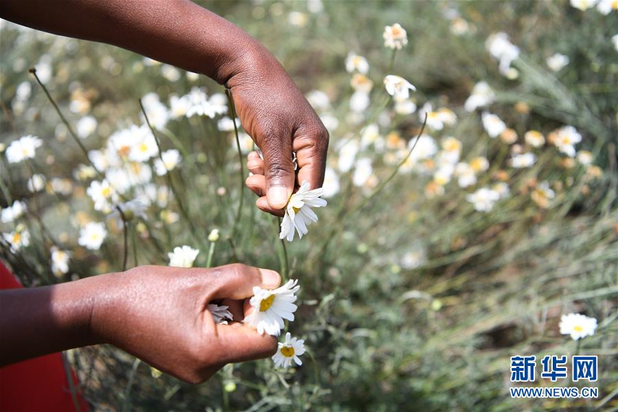 （國際&middot;中非合作論壇）（4）中國技術(shù)讓肯尼亞除蟲菊種植者受益頗多