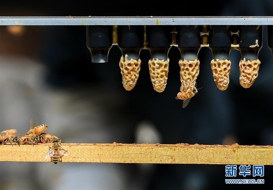 （第三屆進博會&middot;圖文互動）（9）通訊：新西蘭的進博會味道，甜