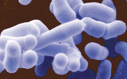 &ldquo;太空細菌&rdquo;或成世界新能源